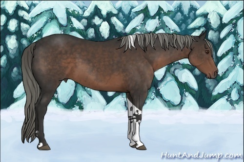 Horse Color:Liver Chestnut Tobiano 