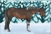 Horse Color:Liver Chestnut Tobiano 