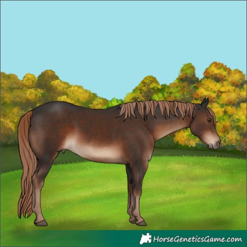 Horse Color:Liver Chestnut 