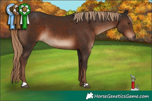 Horse Color:Liver Chestnut 