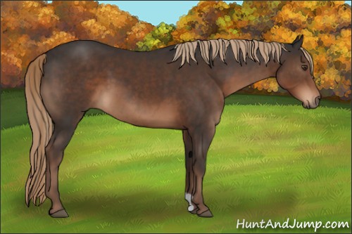 Horse Color:Liver Chestnut 