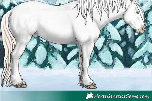 Horse Color:White Spotted Gold Cream Champagne Sabino Varnish Rabicano