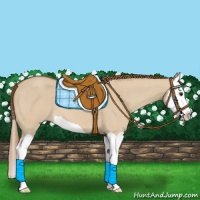 Horse Color:Red Dun Splash 