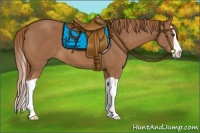 Horse Color:Chestnut Splash 