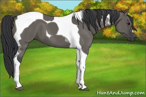 Horse Color:Grullo Tobiano