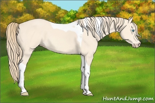 Horse Color:Perlino Tobiano