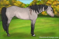 Horse Color:Platinum Bay Dun