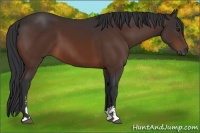 Horse Color:Brown Sabino 
