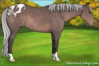 Horse Color:Platinum Silver Brown Appaloosa 