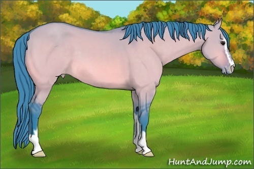 Horse Color:Platinum Watercolor Brown Dun Sabino Appaloosa 