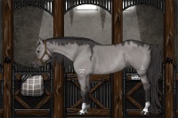 Horse Color:Platinum Smoky Grullo Rabicano
