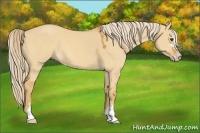 Horse Color:Palomino Dun Sabino 