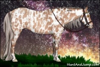 Horse Color:Amber Champagne Appaloosa  and Silver Amber Champagne Appaloosa 