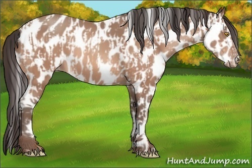 Horse Color:Amber Champagne Appaloosa  and Amber Champagne Frame Appaloosa 