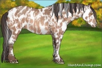 Horse Color:Amber Champagne Appaloosa and Amber Champagne Frame Appaloosa
