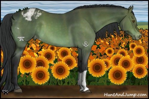 Horse Color:Platinum Brown Appaloosa 