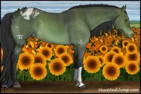 Horse Color:Platinum Brown Appaloosa