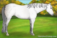 Horse Color:Gray Void Brown Dun Sabino Splash Appaloosa 