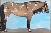 Horse Color:White Spotted Bay Dun 