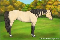 Horse Color:Buckskin Roan 