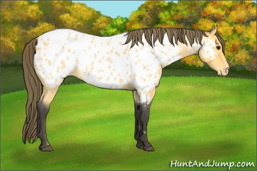 Horse Color:Buckskin Roan Appaloosa 