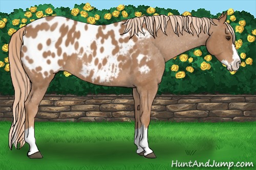 Horse Color:Red Roan Splash Near Leopard 
