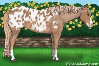 Horse Color:Red Roan Splash Appaloosa