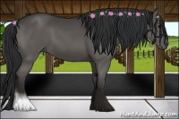 Horse Color:Black Sabino 