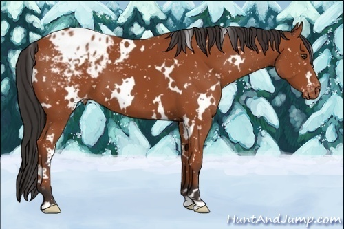Horse Color:White Spotted Bay Appaloosa 