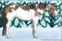 Horse Color:White Spotted Liver Chestnut Frame Appaloosa