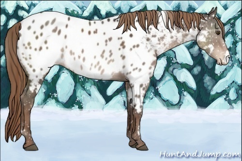 Horse Color:White Spotted Liver Chestnut Appaloosa Rabicano 