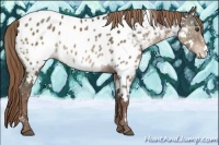 Horse Color:White Spotted Liver Chestnut Appaloosa Rabicano 