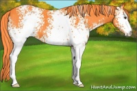 Horse Color:Watercolor White Spotted Liver Chestnut