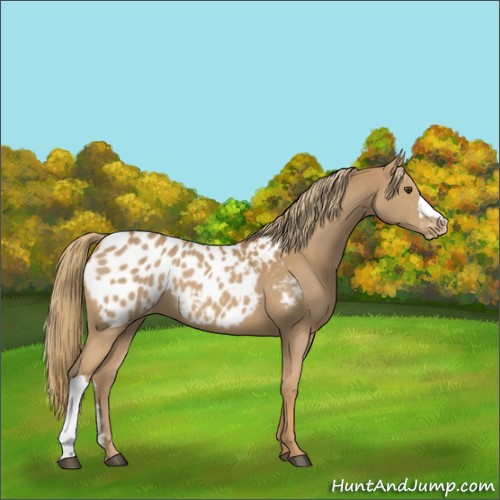 Horse Color:Chestnut Appaloosa 