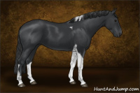 Horse Color:Black Tobiano 