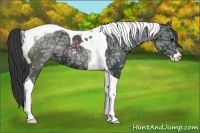Horse Color:Black Ice Sabino Tobiano 