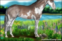 Horse Color:Bay Splash 