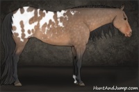 Horse Color:Brown Dun Appaloosa 