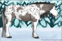 Horse Color:Grullo Sabino Splash  and Grullo Sabino Splash Appaloosa 