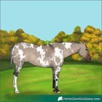Horse Color:White Spotted Brown Dun 