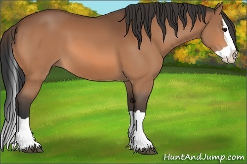 Horse Color:Bay Splash 