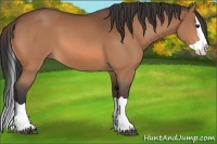 Horse Color:Bay Splash 