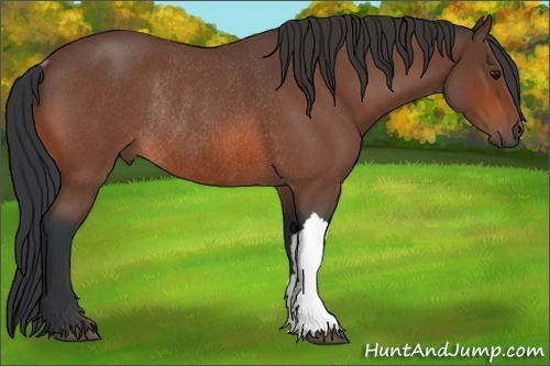 Horse Color:Bay Roan Rabicano 