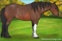 Horse Color:Bay Roan Rabicano 