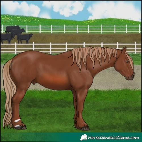 Horse Color:Chestnut 