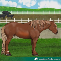 Horse Color:Chestnut 