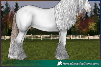 Horse Color:Chestnut Appaloosa 