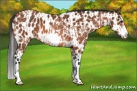 Horse Color:Bay Roan Splash Frame  and Bay Sabino Splash Frame Appaloosa 