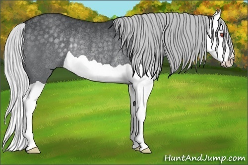 Horse Color:Silver Black Chinchilla Splash Rabicano 