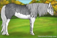 Horse Color:Silver Black Chinchilla Splash Rabicano 